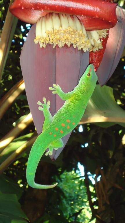La Case Floria Сент-Андре Экстерьер фото