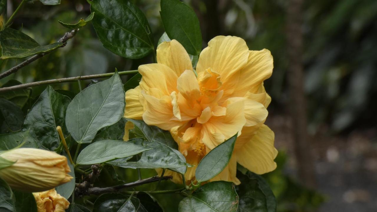 La Case Floria Сент-Андре Экстерьер фото